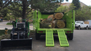 View of tree stump after removal