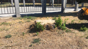 Stump removal site