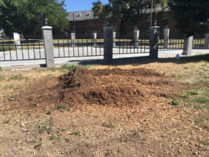 Stump Removal After