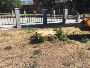 Stump Removal Before