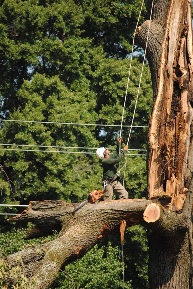 Tree Pruning