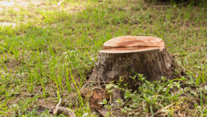 Stump on green grass. Stump removal at Little C's Tree Service