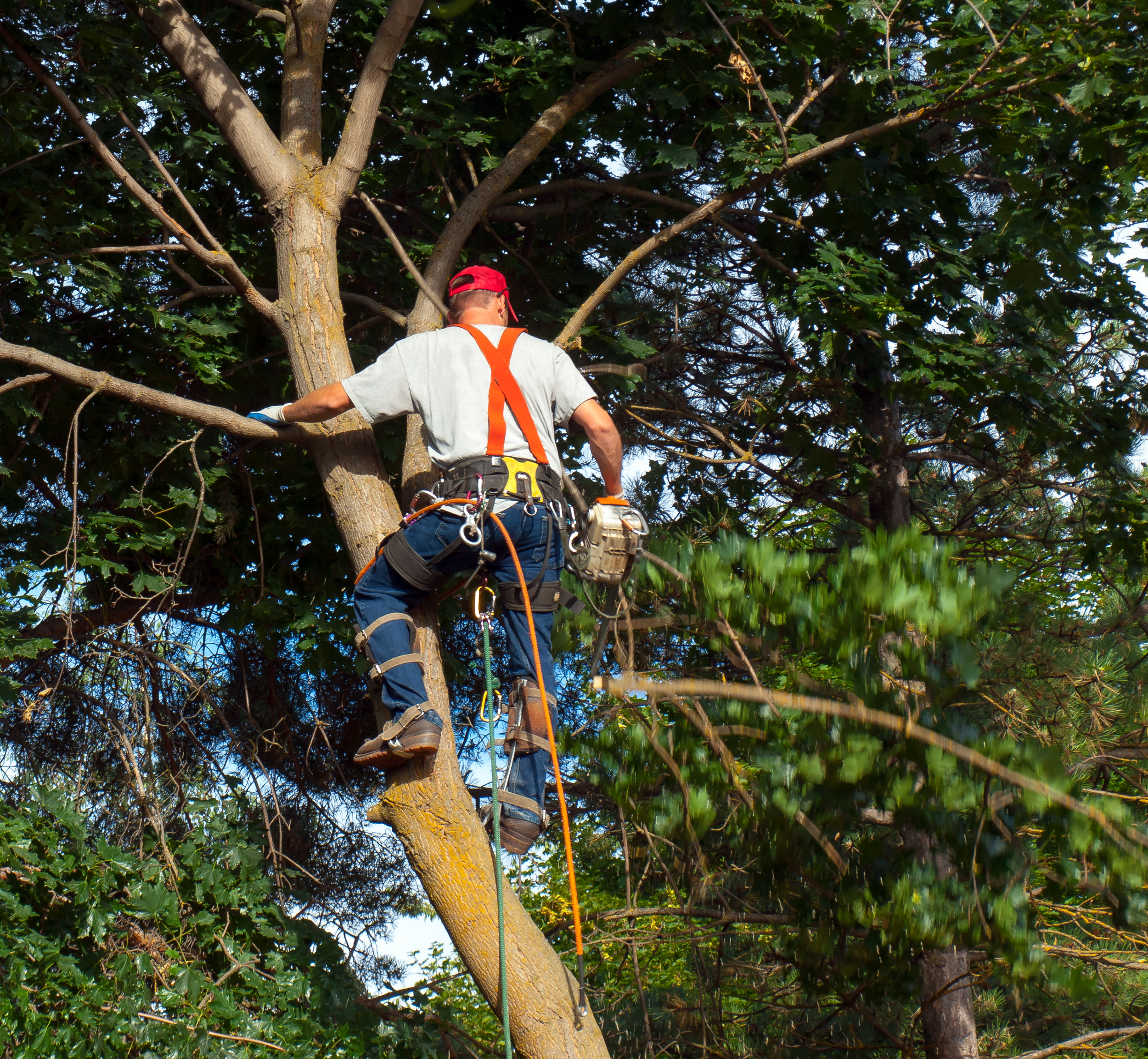 An Arborist Cutting Down a Maple Tree Piece by Piece Tree Services
