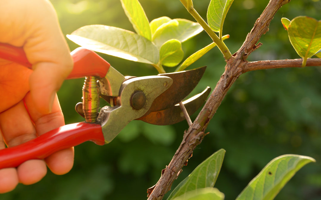 Taking Care Of Your Trees In Evanston, WY